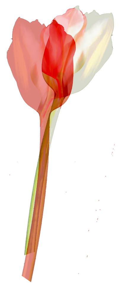 double%20tulip